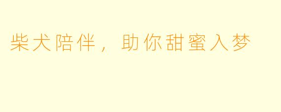 柴犬陪伴，助你甜蜜入梦